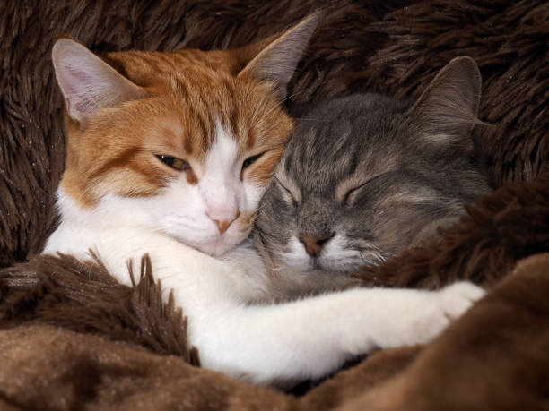 istock Cute cat under the warm fur blanket 693331870