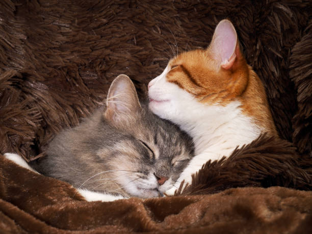 istock Cute cat under the warm fur blanket 693331948