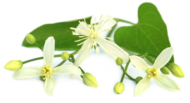 istock Clematis flammula or sweet-scented virgin's bower 693332026