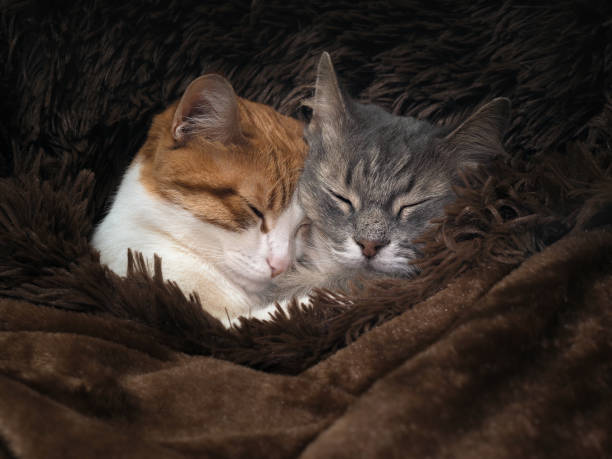 istock Cute cat under the warm fur blanket 693332304