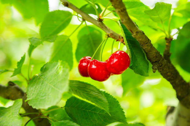 Cherry,Tree,agriculture