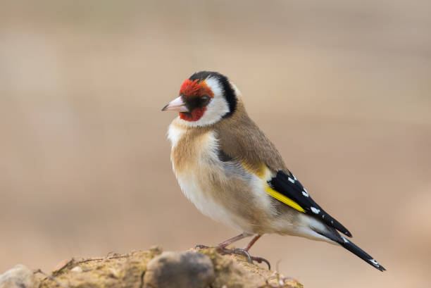 Goldfinch perched on the ground stock photo