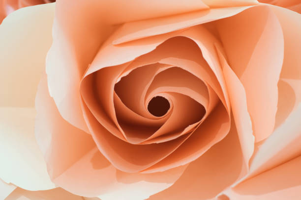 istock The rose flower paper backdrop 693333314