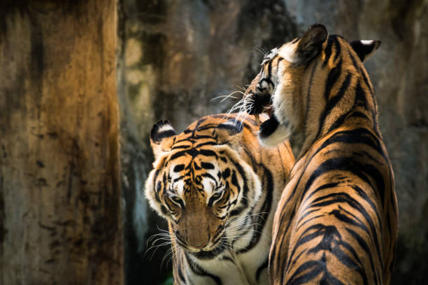 istock Two Tigers fighting in the cave at Zoo 693339324