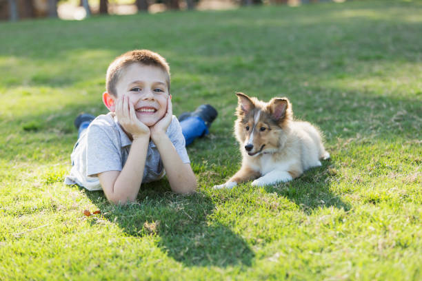 istock Boy lying on grass with sheltie puppy 693339626