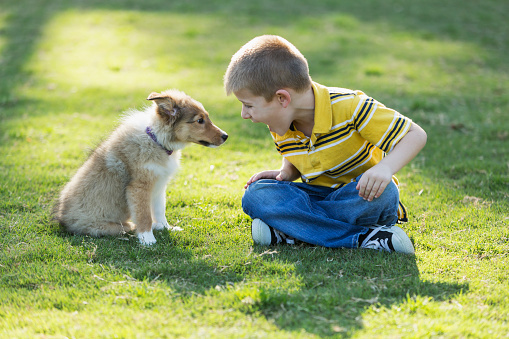 A 5 year old boy playing with his sheltie puppy in the park. They are sitting on the grass facing each other.