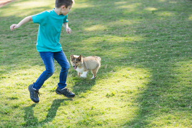 istock Boy playing with sheltie puppy in park 693339910