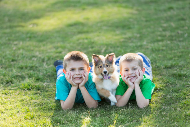 istock Two boys lying on grass with sheltie puppy 693340178