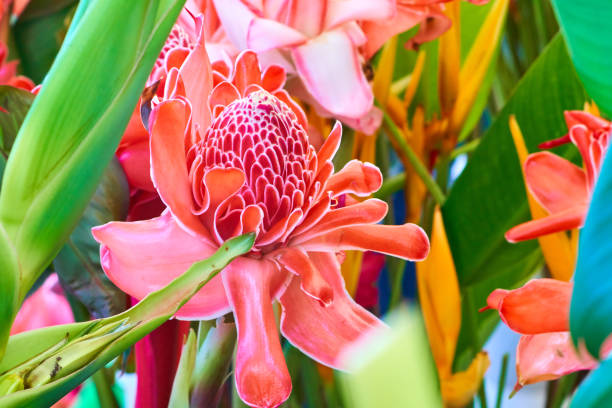 etlingera elatior - ile de la réunion - torch ginger photos et images de collection