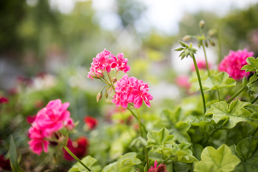 Closeup and top view of pink Dianthus flower using as background natural plants in dark tone, landscape, ecology wallpaper cover page concept.