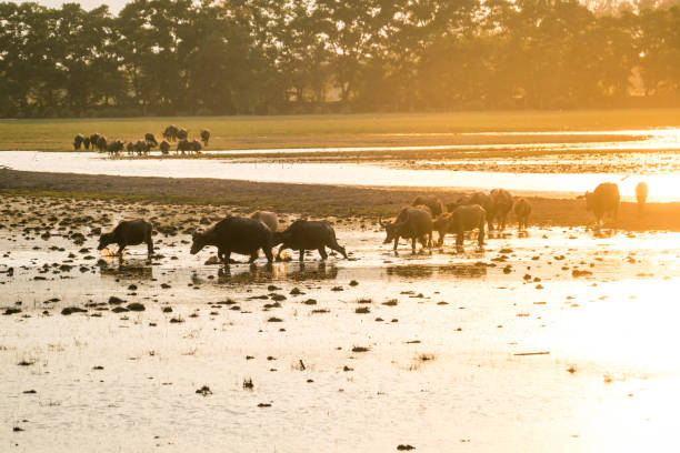 istock Thai buffalo grazing in marshy swamp area 693345268
