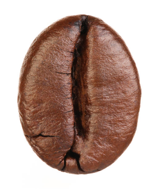 grão de café verde isolado no fundo branco  - coffee crop bean seed directly above - fotografias e filmes do acervo