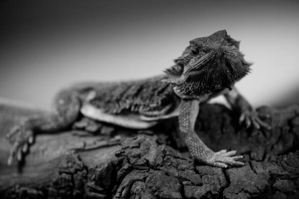 istock pogona - eastern bearded dragon - black and white animals portraits 693348632