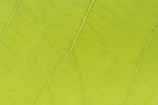Close-up green leaf for background and textured