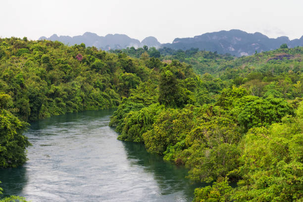 klong saeng river - parco nazionale di khao sok foto e immagini stock