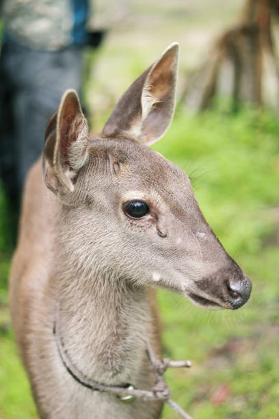 Portrait of deer in the zoo at Thailand country