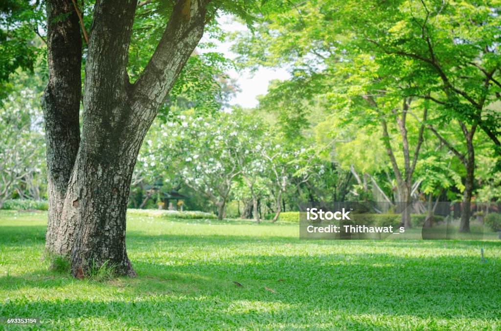 Trees In The Park With Green Grass And Sunlight Fresh Green Nature  Background Stock Photo - Download Image Now - iStock
