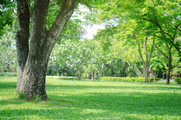 Photo of trees in the park with green grass and sunlight, fresh green nature background.