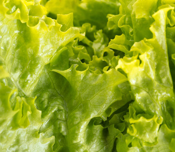 istock texture of lettuce close-up 693356046
