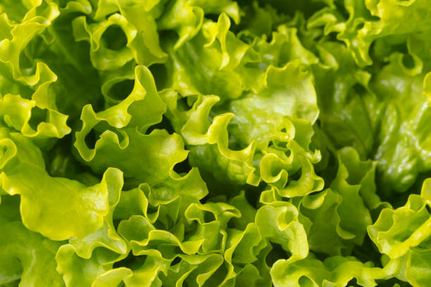 istock texture of lettuce close-up 693360238