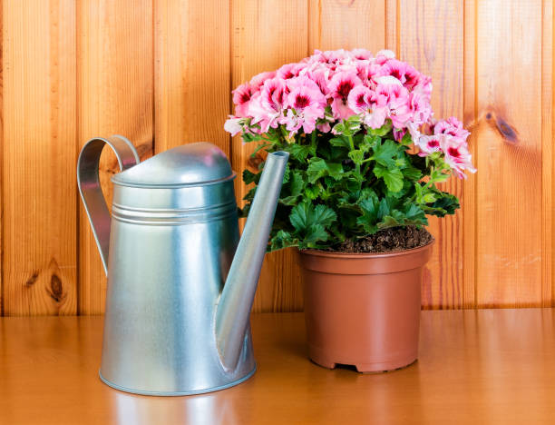 istock Pelargonia flower in pot with watering can 693363164