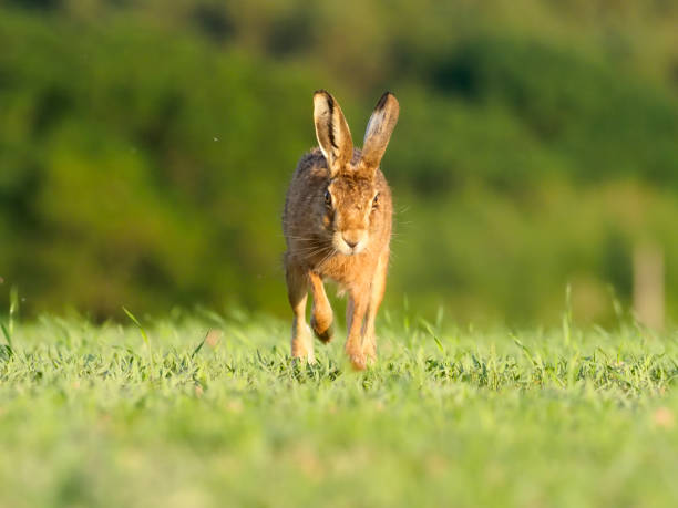 istock European brown hare, Lepus europaeus 693363202
