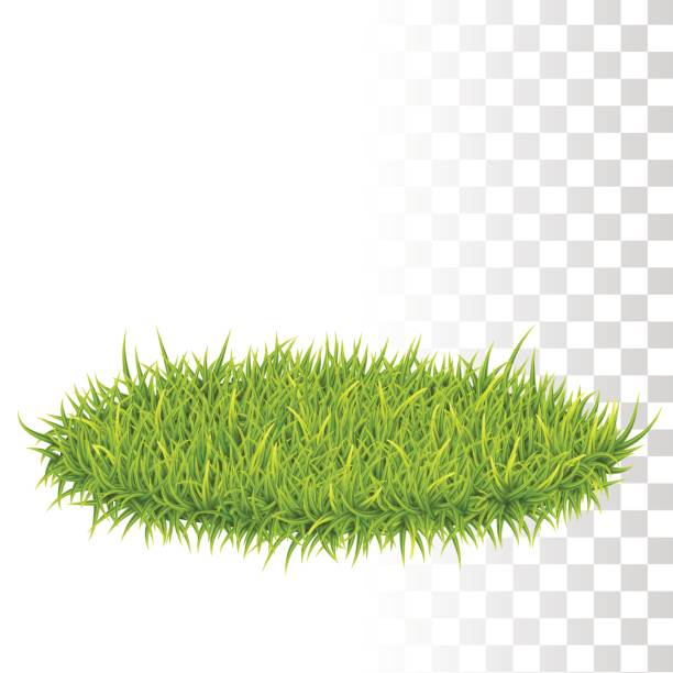 ilustrações de stock, clip art, desenhos animados e ícones de green vector grass - tussock