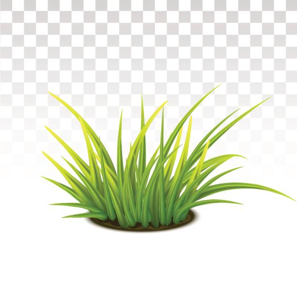 Green Vector Grass Vector Photo Realistic Tussock Of Green Fresh Grass tussock stock illustrations