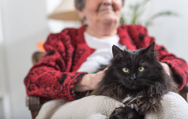 Old woman with her cat stock photo