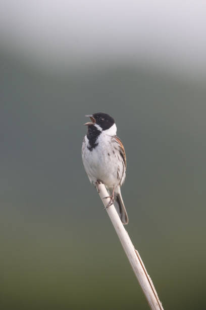 istock Common reed bunting, Emberiza schoeniclus 693366288