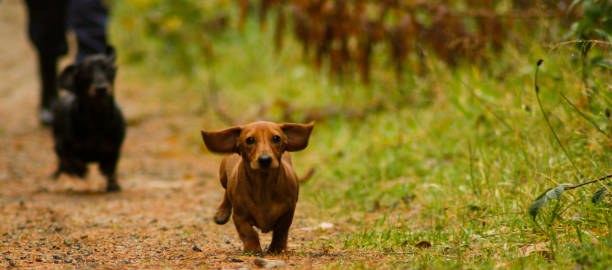 bassotto in miniatura - pets dachshund dog running foto e immagini stock