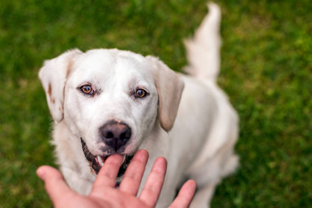 istock Dogs make the good times better 693373558