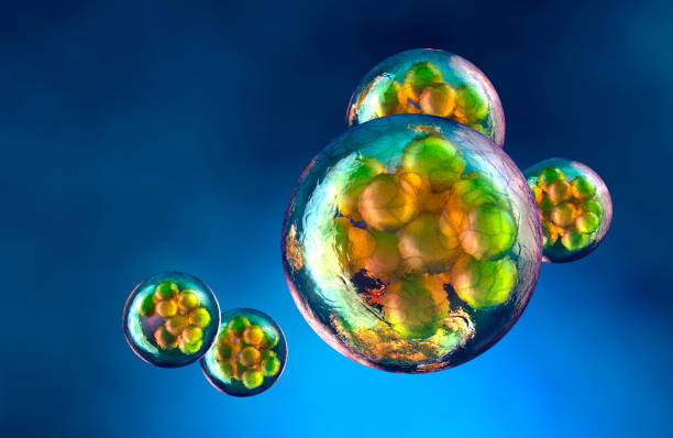 Cell Structure Stock Photos, Pictures & Royalty-Free Images - iStock