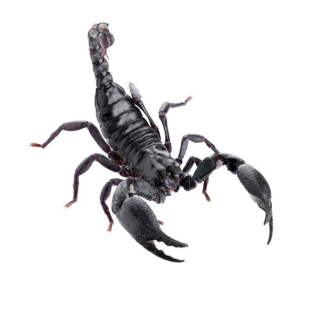 istock Black scorpions isolated on a white background 693373906