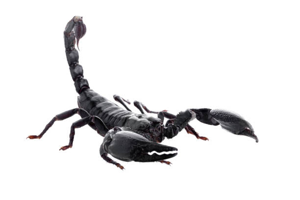 istock Black scorpions isolated on a white background 693373926
