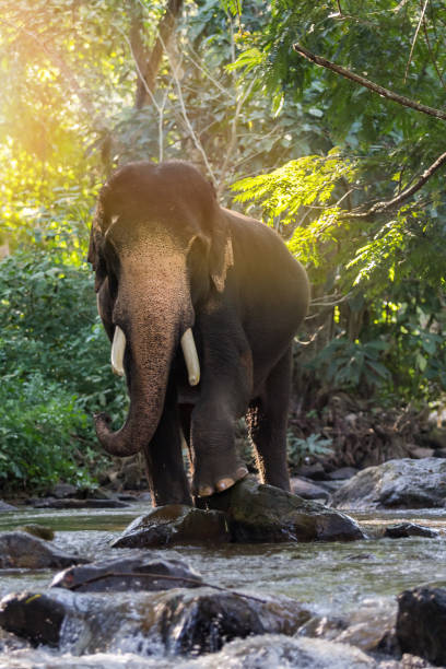 Wild elephant in the river.Image contains grain and noise due to the high ISO