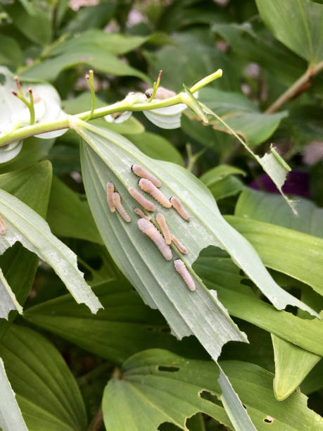 istock Larvae of the leaf wasp 693381070
