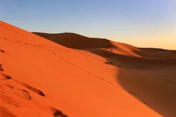 istock Camels in the Sahara Desert in Morocco 693381312