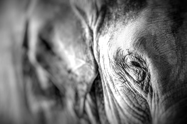 istock Elephant close up seeing skin texture and spots 693384316