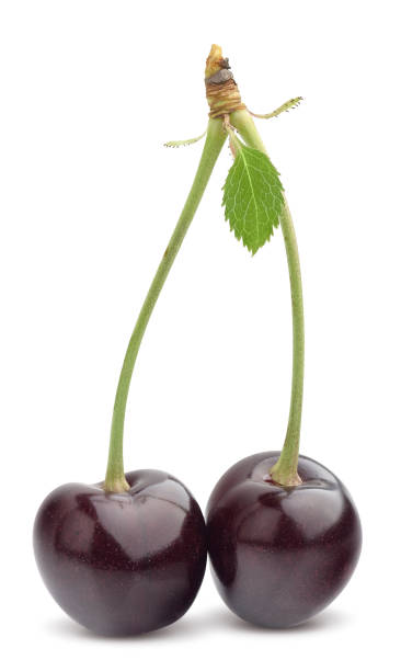 вишня с листом - black cherries стоковые фото и изображения