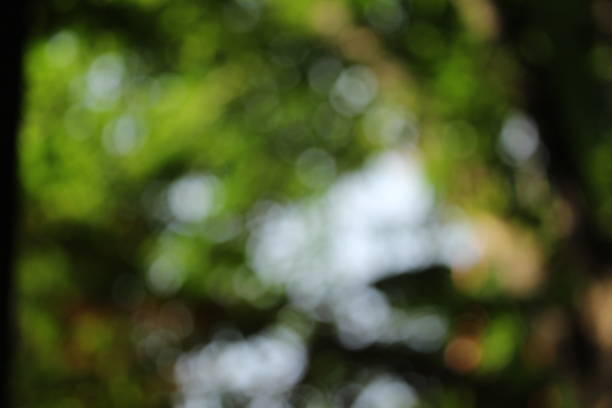 istock Abstract blurred outdoor garden for background 693388404