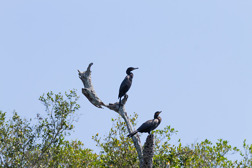 Neotropic cormorant on the nature in Pantanal, Brazil. Brazilian wildlife