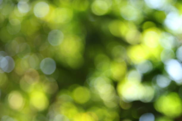 istock Abstract blurred outdoor garden for background 693388516