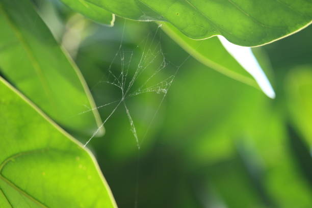 istock Abstract blurred outdoor garden for background 693394256