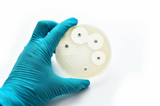 antibacterianos prueba de sensibilidad - staphylococcus petri dish bacterium biology fotografías e imágenes de stock