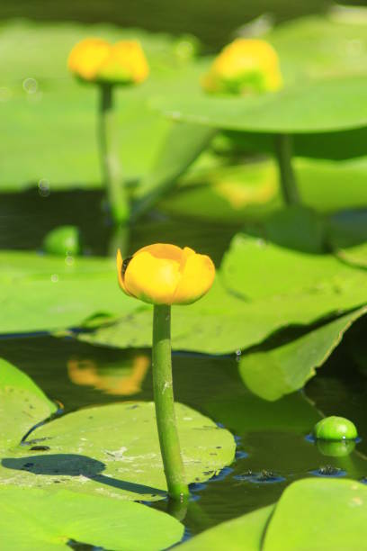istock yellow flowers of Nuphar lutea 693397496