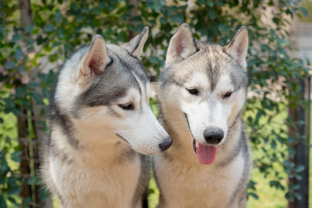 istock Two siberian husky dogs closeup portrait 693400000