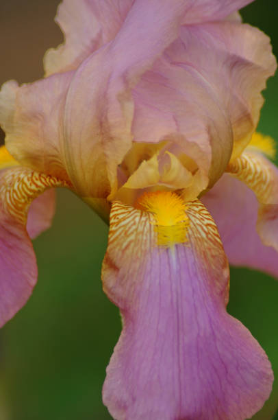 istock Pink Iris Glenville New York 693403436