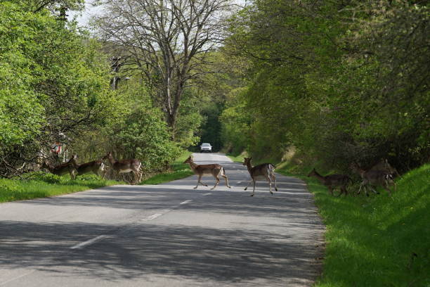 Roe deers crossing the road.