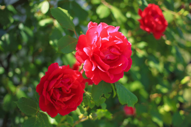 istock Red garden roses among green leaves 693409434